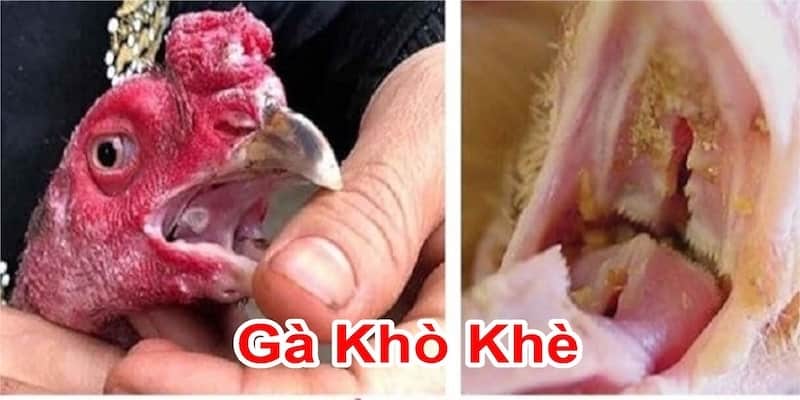 5 lý do khiến chiến kê bị khò khè, khó thở