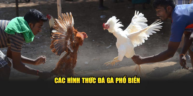 Các hình thức đá gà thường gặp 