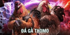 đá gà thomo