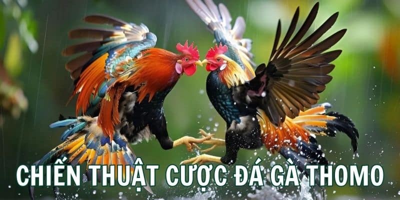 Chiến thuật cá cược đạt hiệu quả cao khi tham gia chọi kê