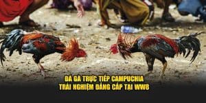 Đá gà trực tiếp tại campuchia