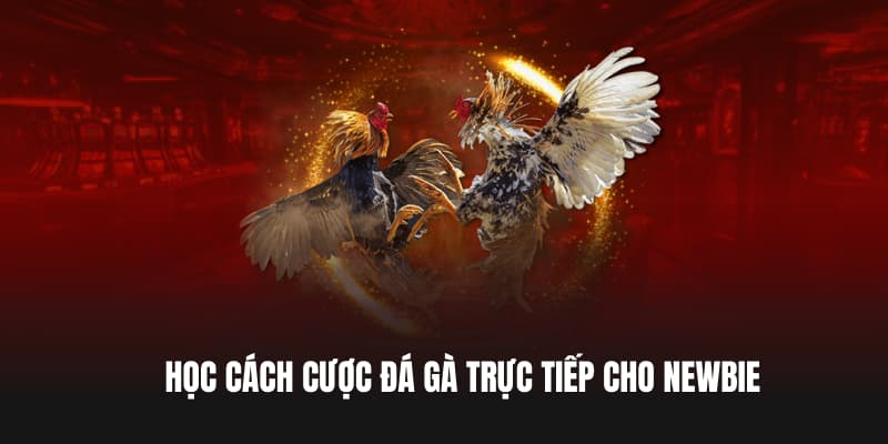 Học cách cược đá gà trực tiếp cho newbie