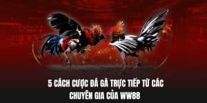 Cách cược đá gà trực tiếp được nhiều người ưa chuộng nhất thị trường