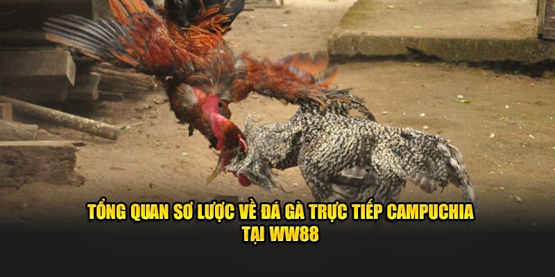 Tổng quan sơ lược về đá gà trực tiếp campuchia tại WW88